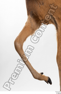 Deer Doe 2 leg 0021.jpg